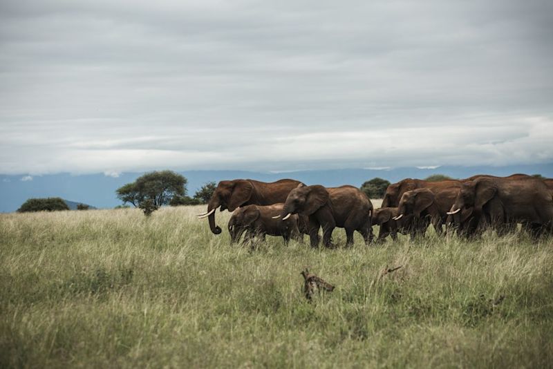 elephant herd Tarangire, best time for safari in Tanzania