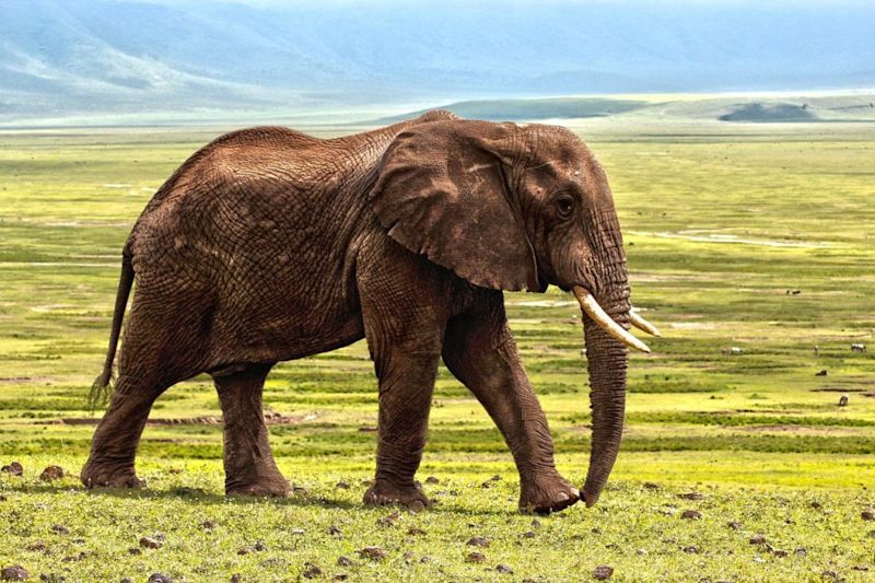 An elephant walking in Tanzania's Ngorongoro Crater