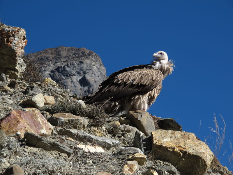 A white-rumped vulture perched on a rock in the barren alpine mountains of Annapurna Mountains
