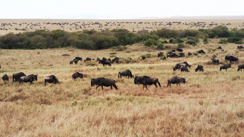 Wildebeest-herd-across-grassland-1024x576.jpg