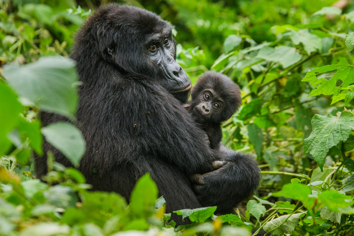 Mountain gorilla mother holding infant in Bwindi Forest Uganda