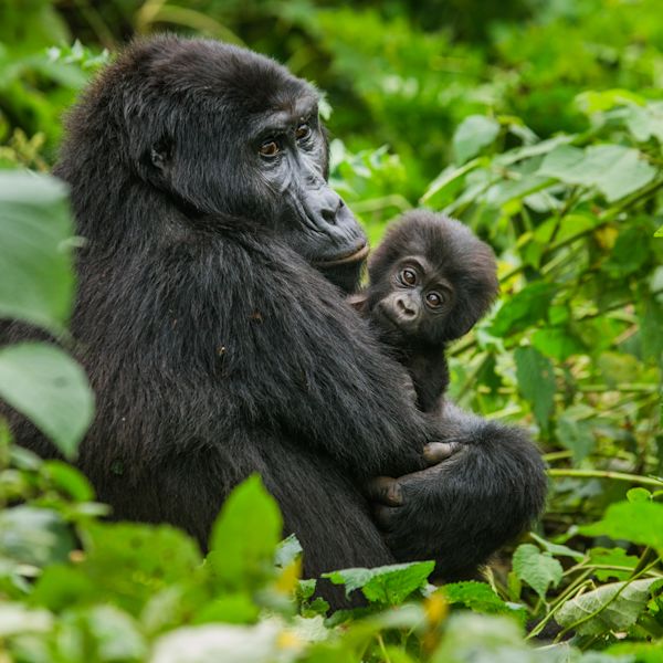 Mother and infant mountain gorillas in Bwindi Forest, Uganda