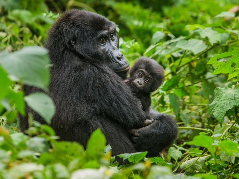 Mother and infant mountain gorillas in Bwindi Forest, Uganda