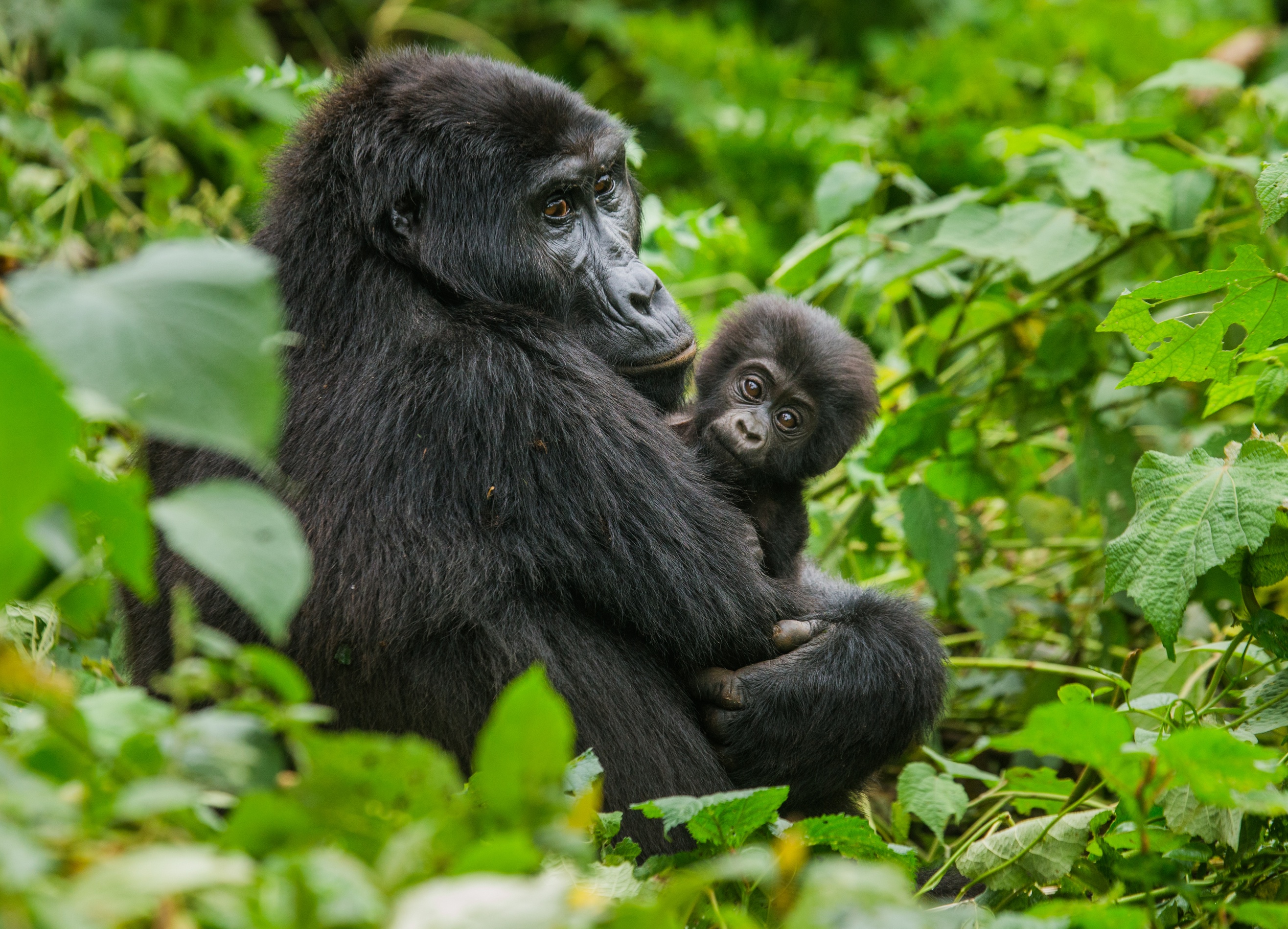 Mother and infant mountain gorillas in Bwindi Forest, Uganda