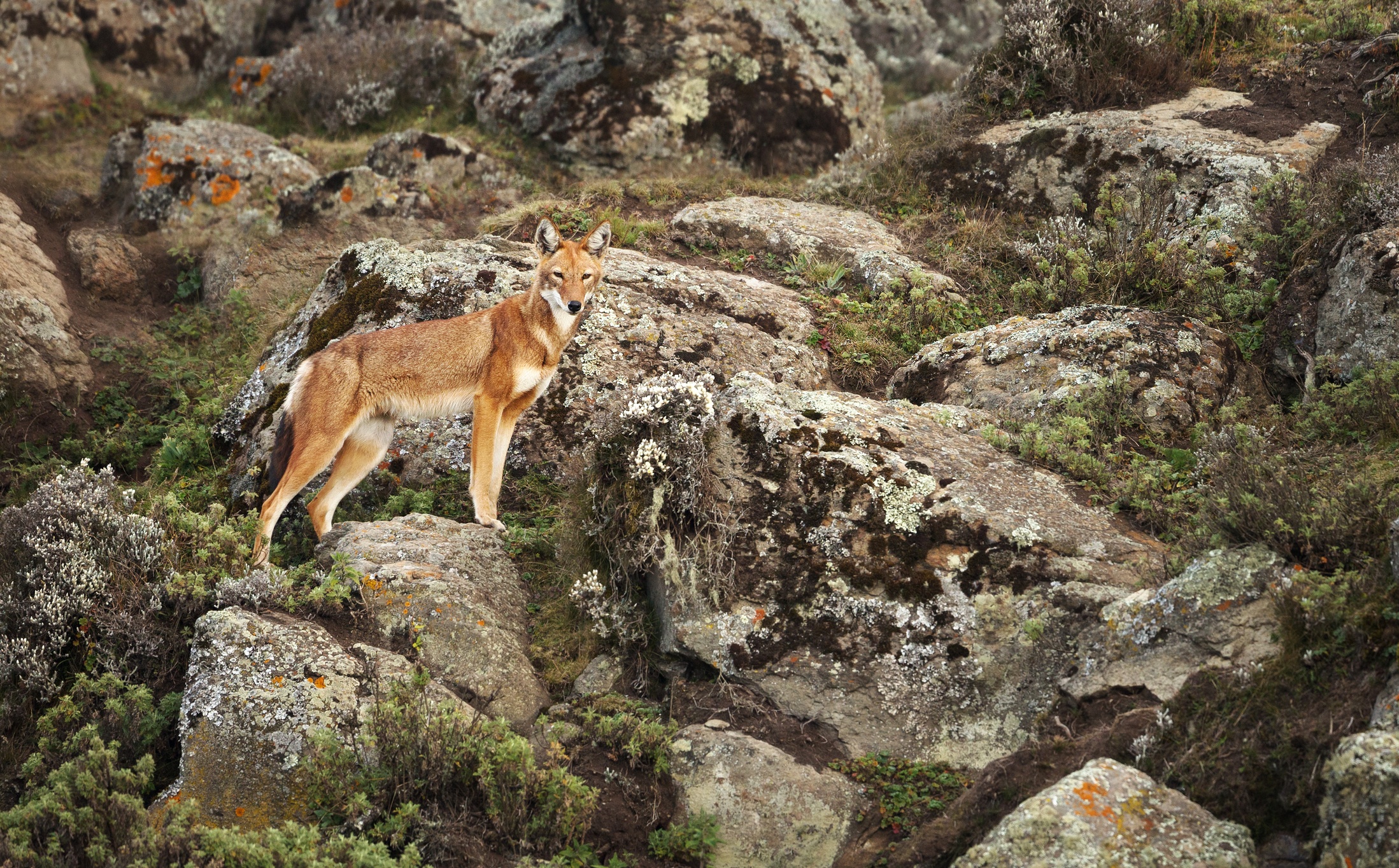 Endangered Ethiopian wolf in Simien Mountains, Ethiopia, African wildlife