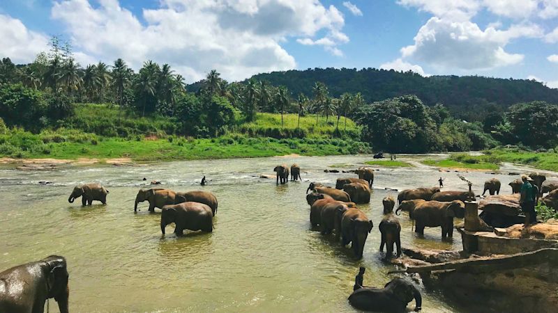 Elephants in Tissamaharama, Sri Lanka