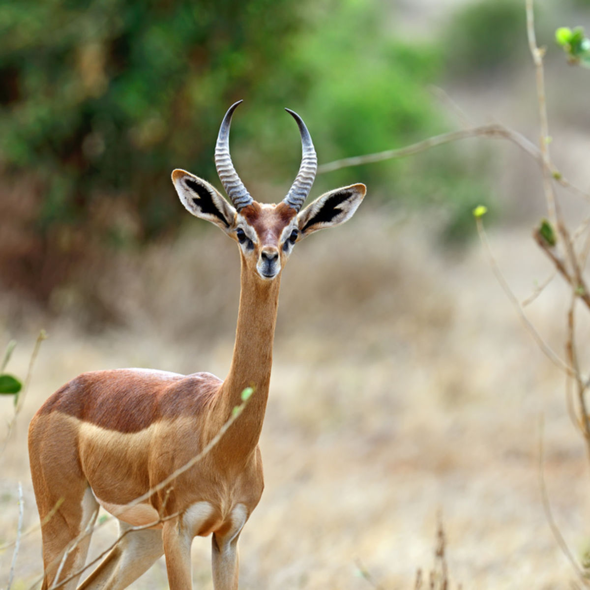 Gerenuk facing camera, Special Five of Samburu, Kenya safari