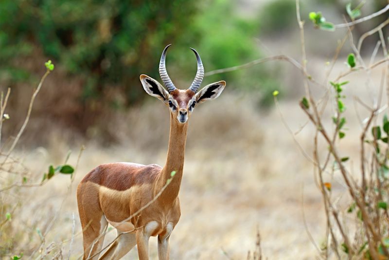 Gerenuk facing camera, Special Five of Samburu, Kenya safari