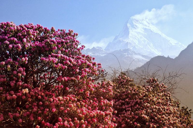 Himalayas and rhododendrons, Annapurnna Circuit vs Everest Base Camp trek