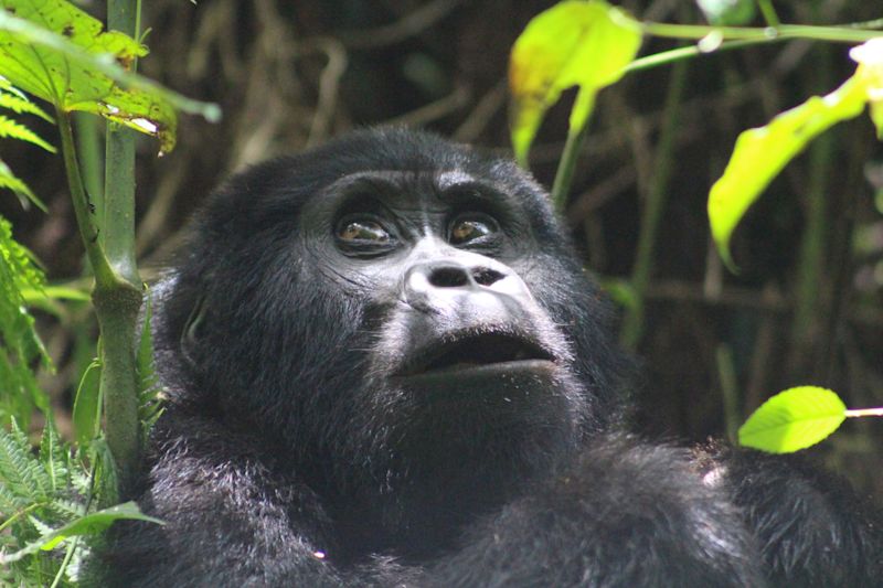 Seraina close up of gorilla