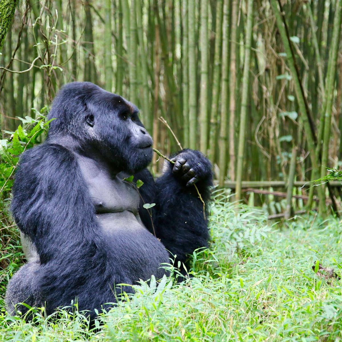 Gorilla trekking in Uganda