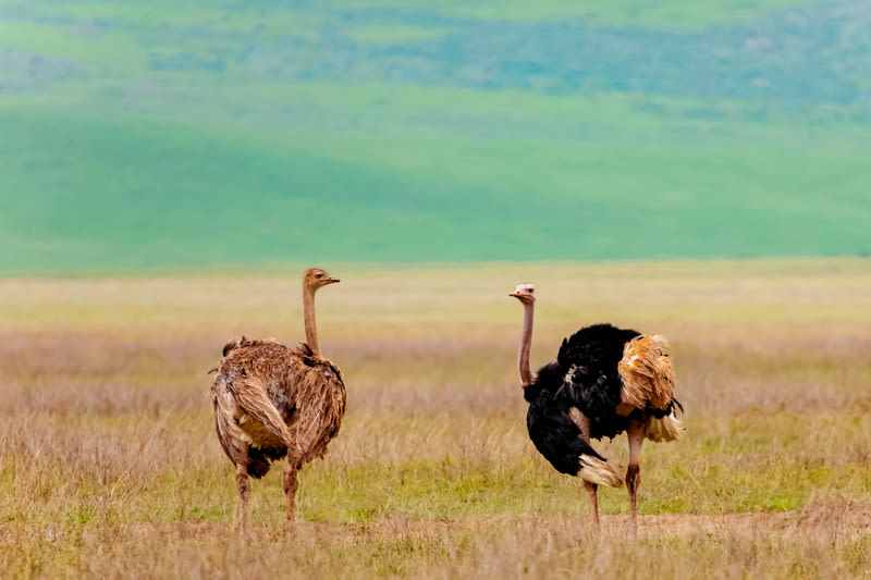 two ostriches walk on the green grass of the African savanna against the backdrop of mountains in a large crater. Ngorongoro National Park, Africa