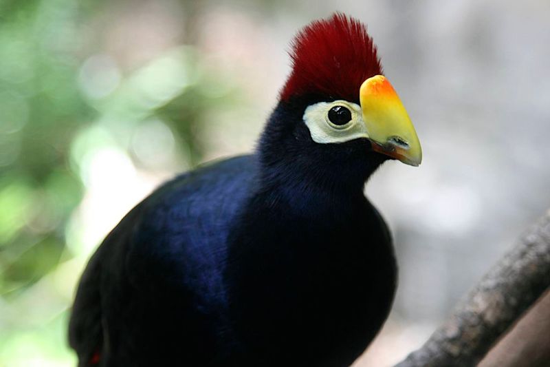 Ross's turaco bird, attrib. Wiki E. Schipul