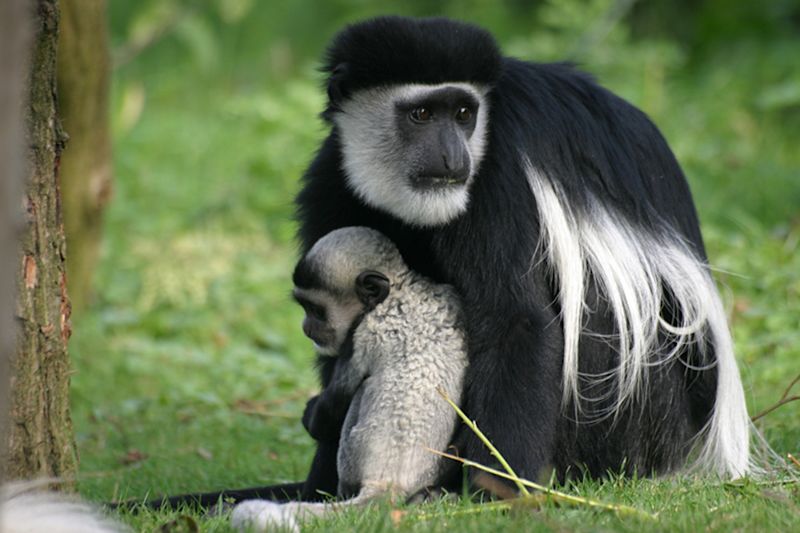 back and white colobus monkeys Kilimanjaro National Park