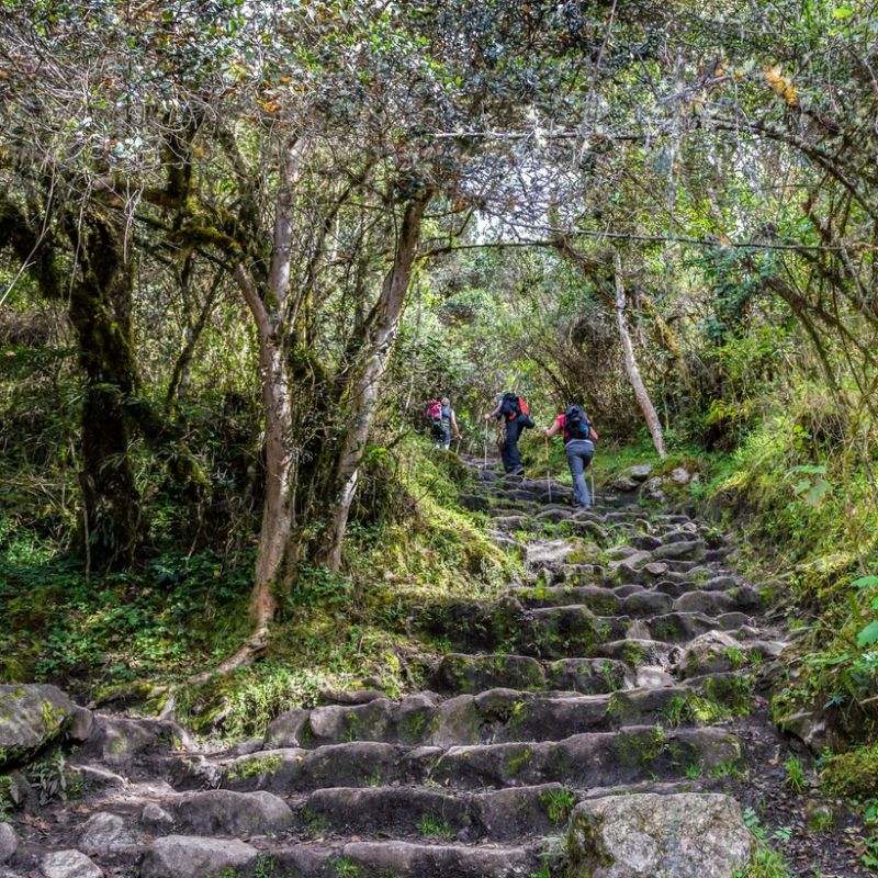 Inca Trail in Peru. Trekkers climbing up stone steps in forest