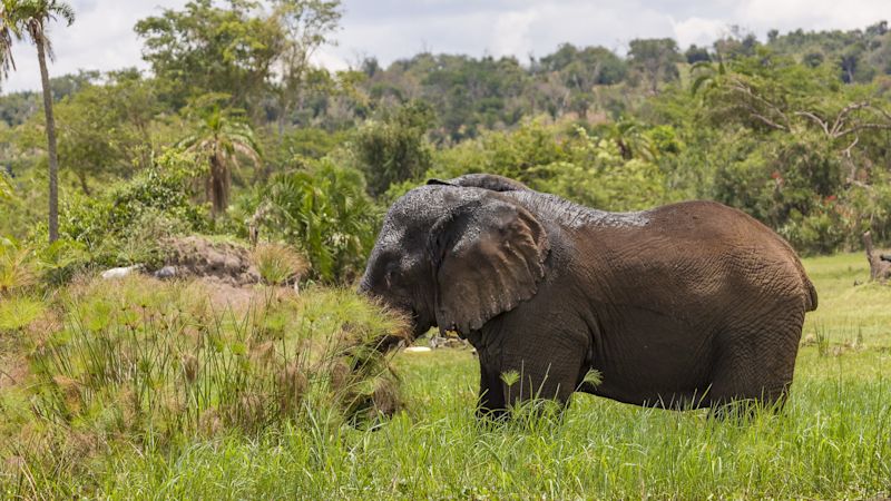 Old Elephant Bull munching shoreline grass at Lake Akagera aka Lake Hago, East Rwanda, Africa