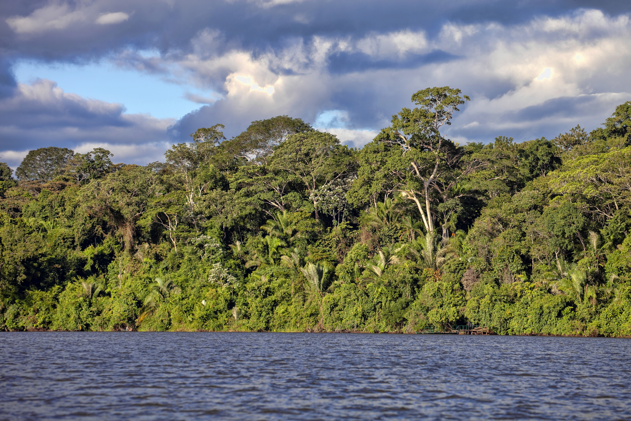 The Rainforest along the Tambopata River, Peru