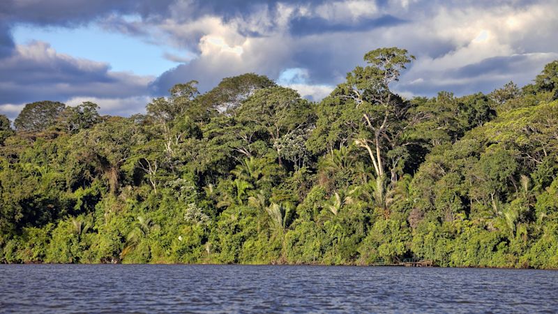 The Rainforest along the Tambopata River, Peru