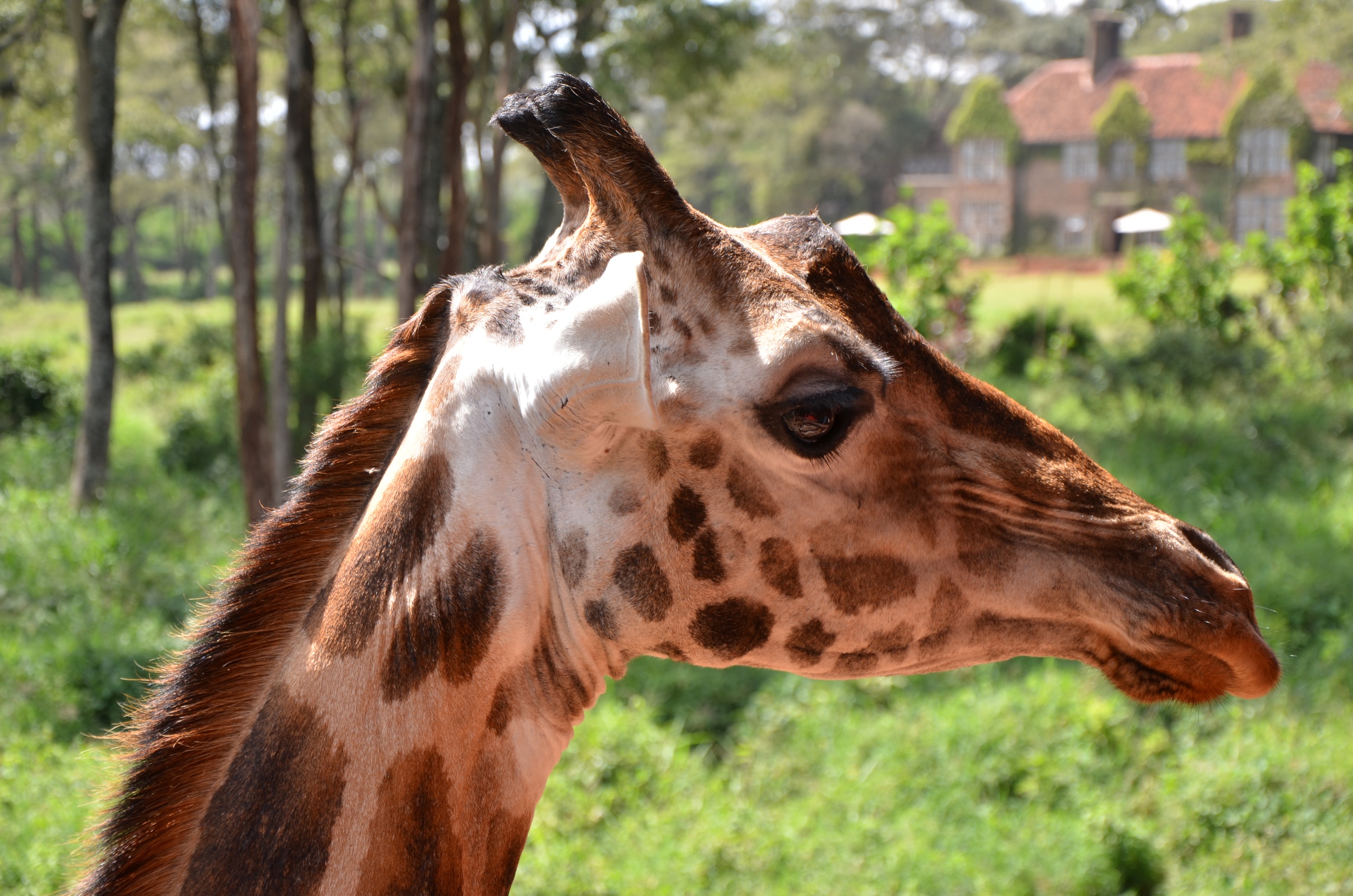 Close up of the head of a Rothschild giraffe with Giraffe Manor fuzzy in background, Nairobi