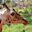 Close up of the head of a Rothschild giraffe with Giraffe Manor fuzzy in background, Nairobi