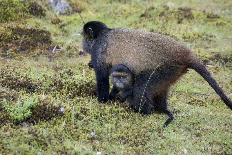 Endangered golden monkey, with baby Volcanoes National Park, Rwanda