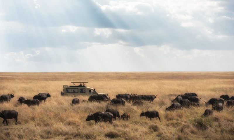 Herd of Cape buffalo (Big Five) in plains with safari car and God rays