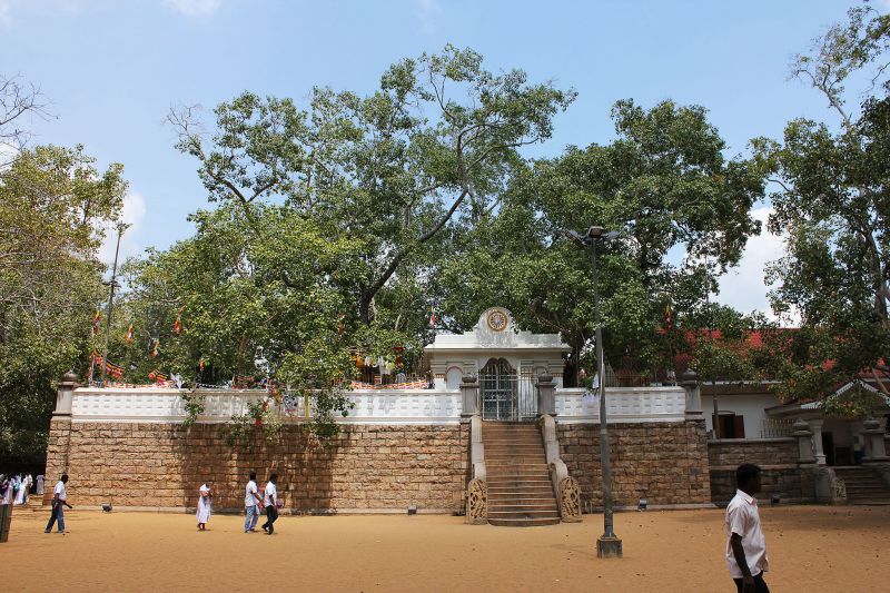 The Jaya Sri Maha Bodhi, an ancient fig tree in northern Sri Lanka 