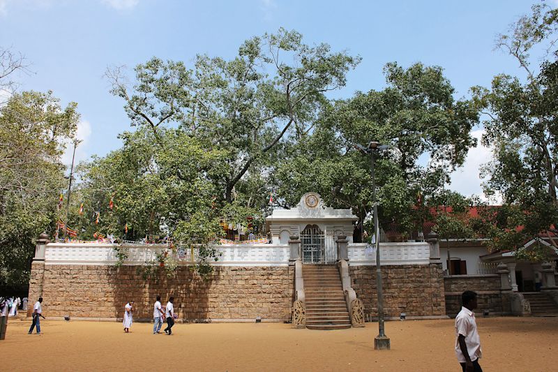 The Jaya Sri Maha Bodhi, an ancient fig tree in northern Sri Lanka 