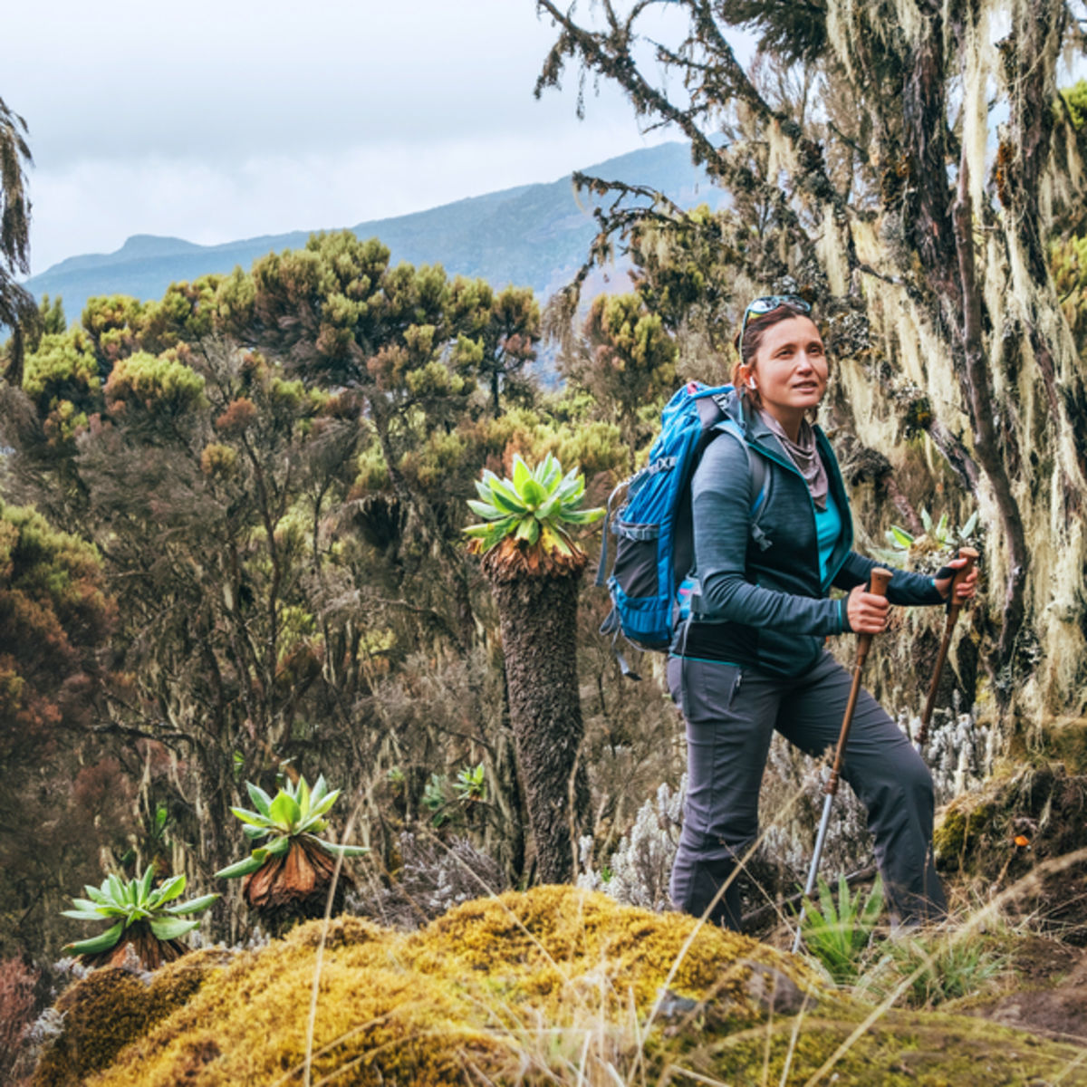 Female hiker in moorland of Umbwe route, Kilimanjaro