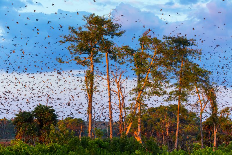 Mass flight of fruit bats in Zambia
