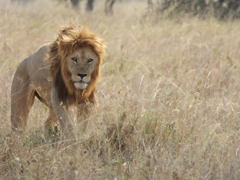adult male lion walking in grass