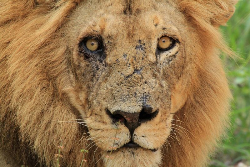Close up of a battered male lion in Kruger National Park, South Africa