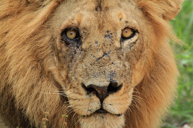 Close up of a battered male lion in Kruger National Park, South Africa