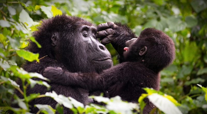 Mother gorilla playing with her baby in a forest in Uganda