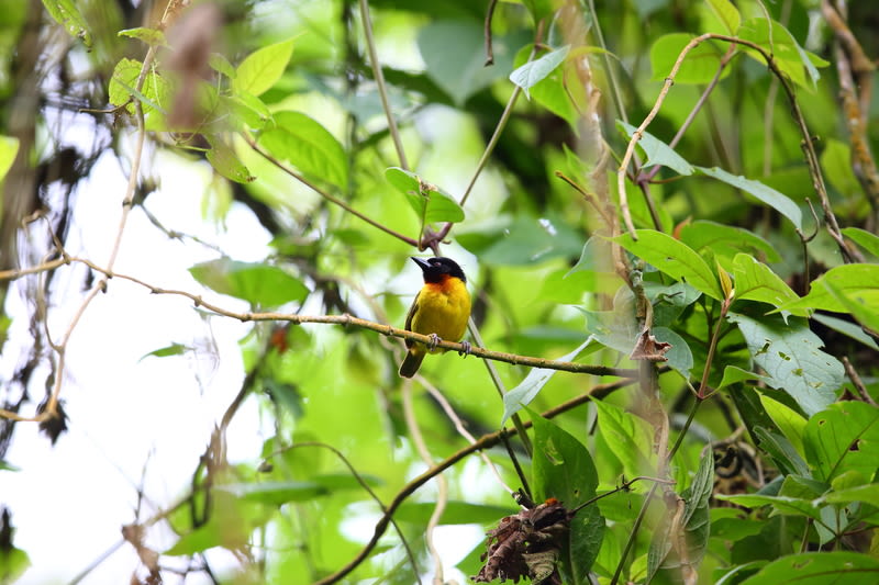 Strange weaver (Ploceus alienus) in Nyungwe National Park, Rwanda