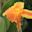 Flower of Canna Yellow King Humbert, also known as canna lily, in tropical part of Nepal near Ramechhap