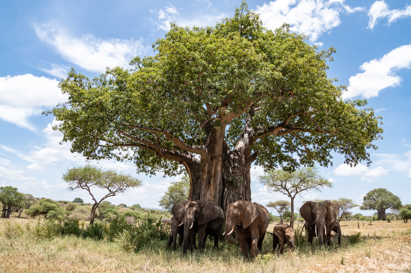 Baobab tree in Tarangire National Park