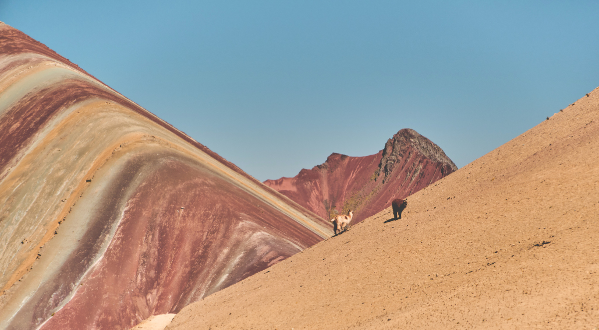 Llamas on Rainbow Mountain, Peru