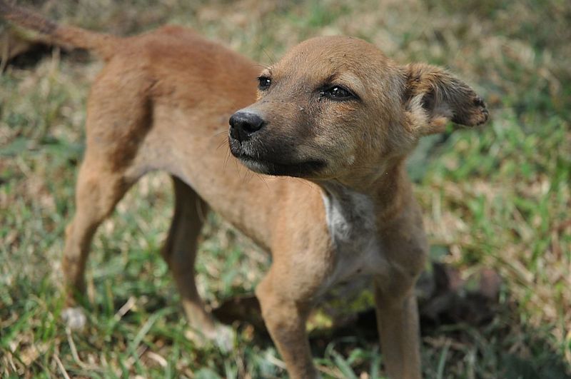 Stray dog in Sri Lanka