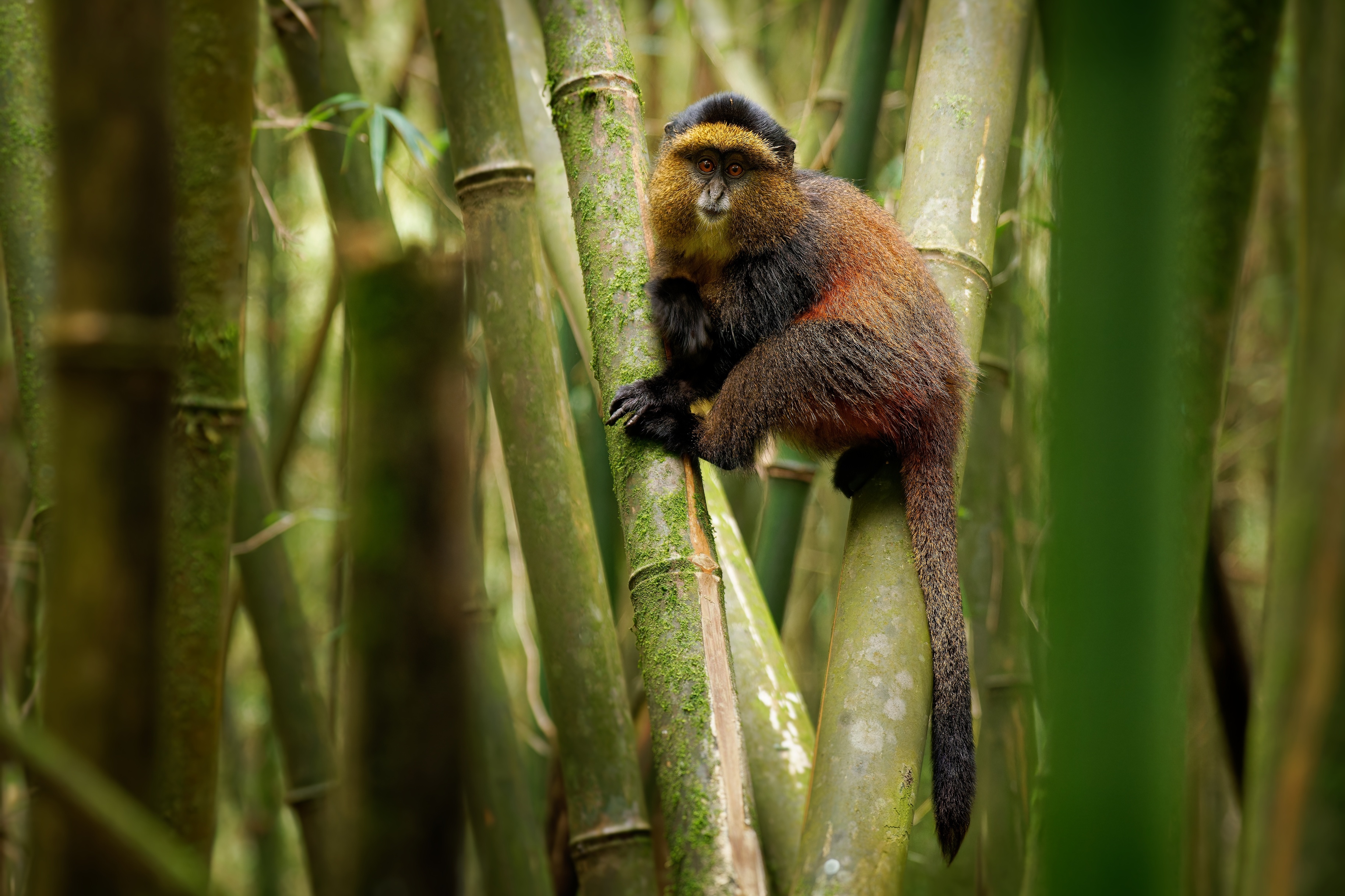 Golden Monkey - Cercopithecus kandti originally subspecies of Blue monkey (Cercopithecus mitis kandti), found in Mgahinga in Uganda, Volcanoes in Rwanda and Virunga in highland forest near bamboo
