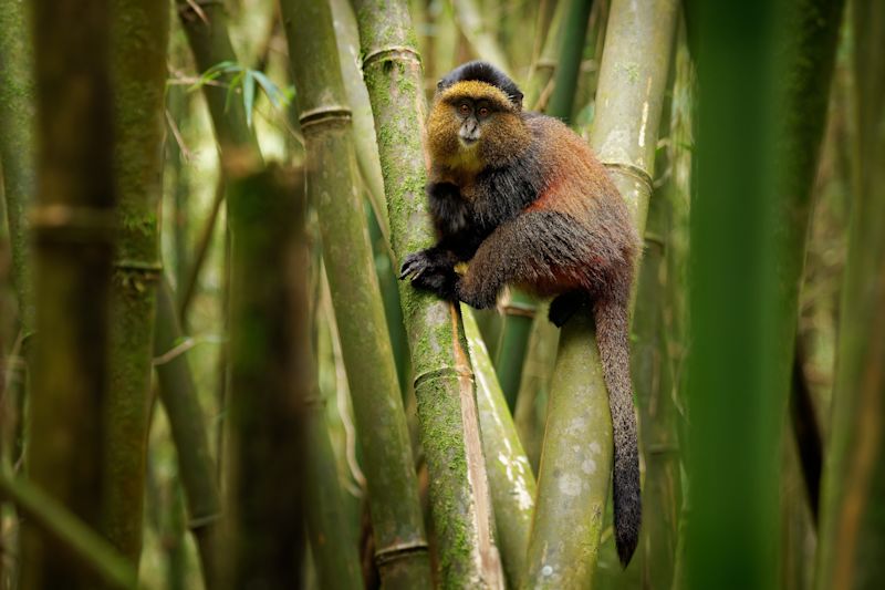 https://images.followalice.com/2Worr4sU0HgmtokuuVqS5a/153321524bc396bfcf44d25312af02ca/Golden_Monkey_-_Cercopithecus_kandti_originally_subspecies_of_Blue_monkey__Cercopithecus_mitis_kandti___found_in_Mgahinga_i.jpeg?f=center&fit=fill&h=533&q=80&w=800