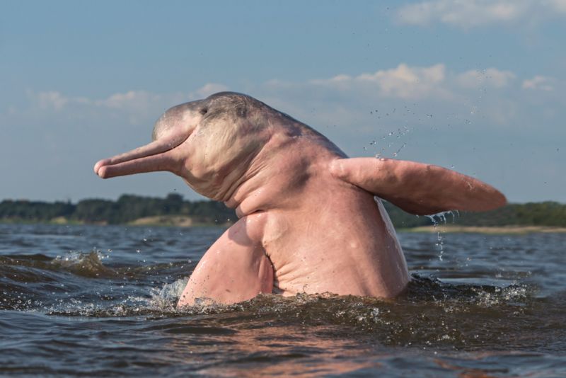 Pink Amazon river dolphin
