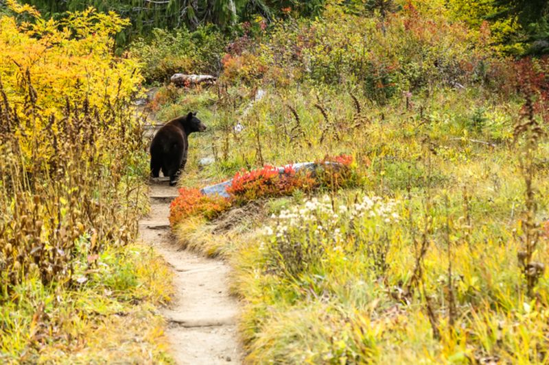 Female black bear on Wonderland Trail inside in Mount Rainier National Park