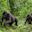 Two young gorillas playing
