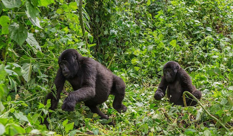 Two young gorillas playing