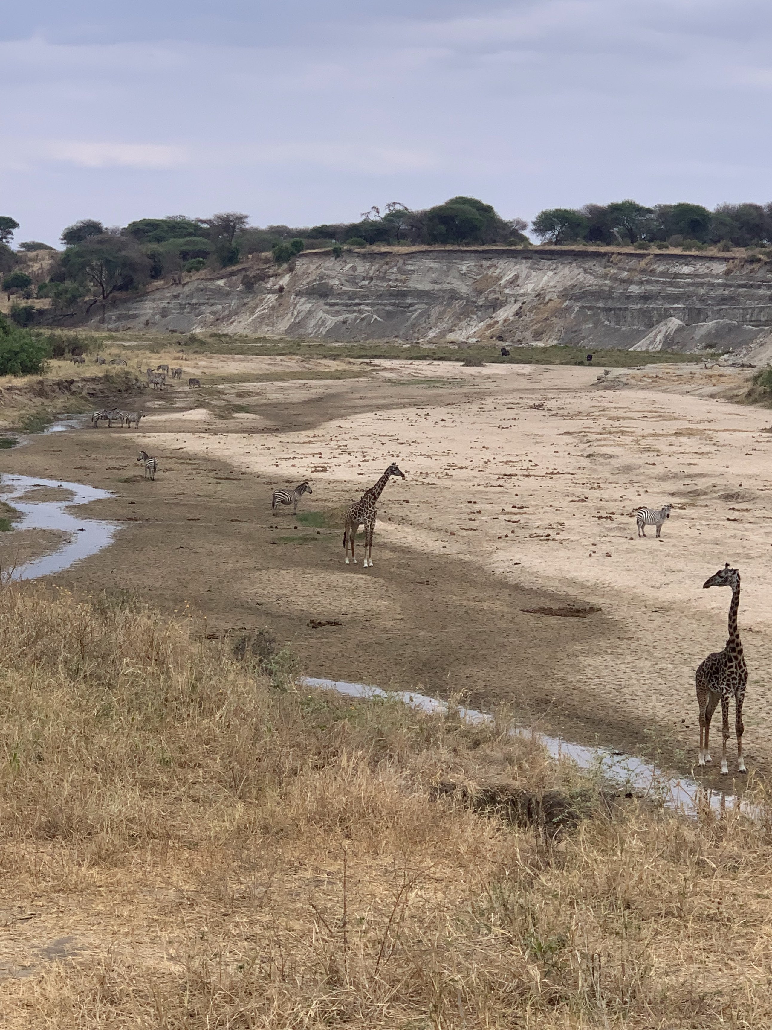 Ross Anker. Zebras by Tarangire River in dry season, Tanzania safari