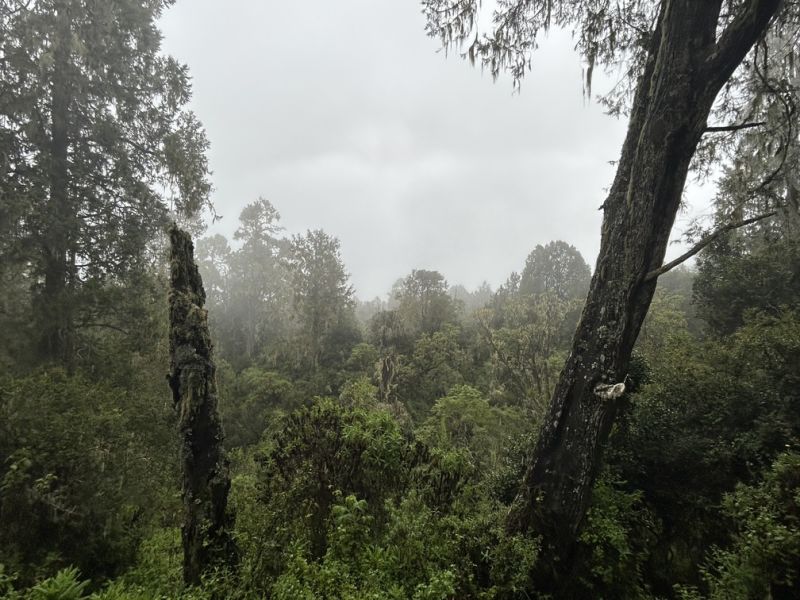 Misty view through trees of rainforest on Kilimanjaro 