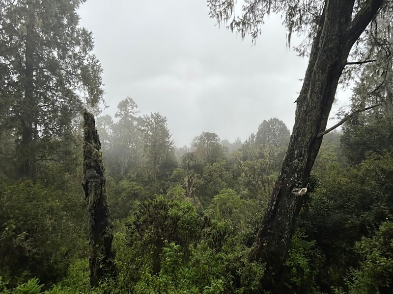 Misty view through trees of rainforest on Kilimanjaro