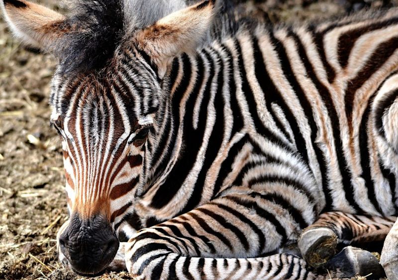 Zebra foal seated on ground