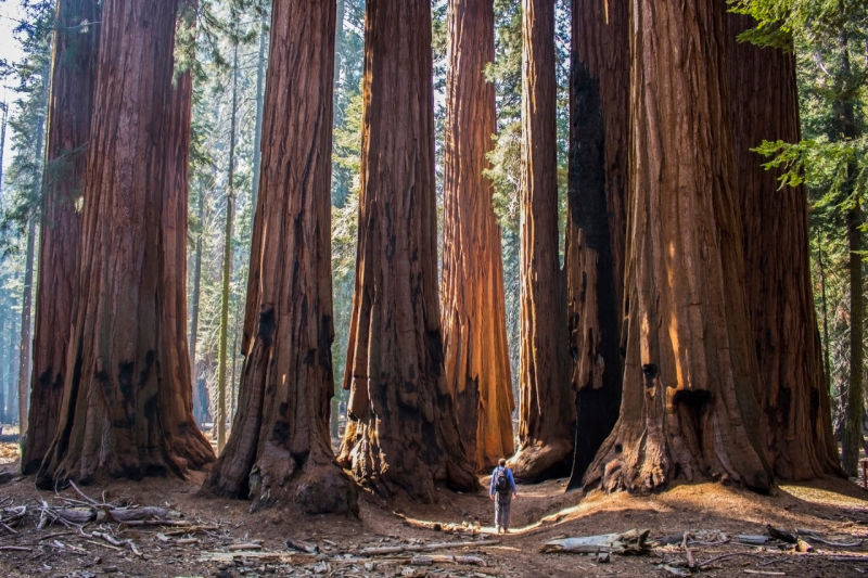 Man standing in Huge Grove of Giant Sequoia Redwood Trees in California